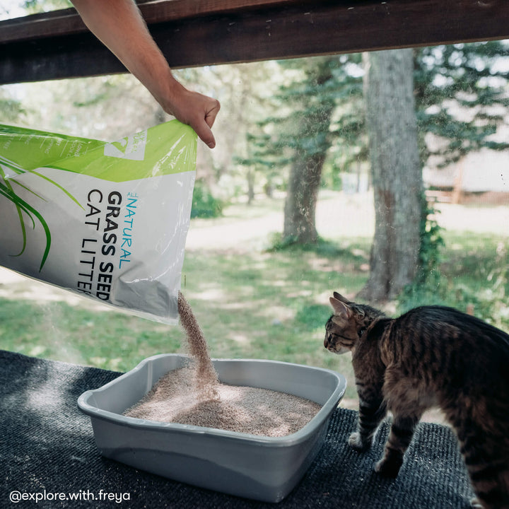 Fast Clumping Grass Seed Cat Litter Only Natural Pet