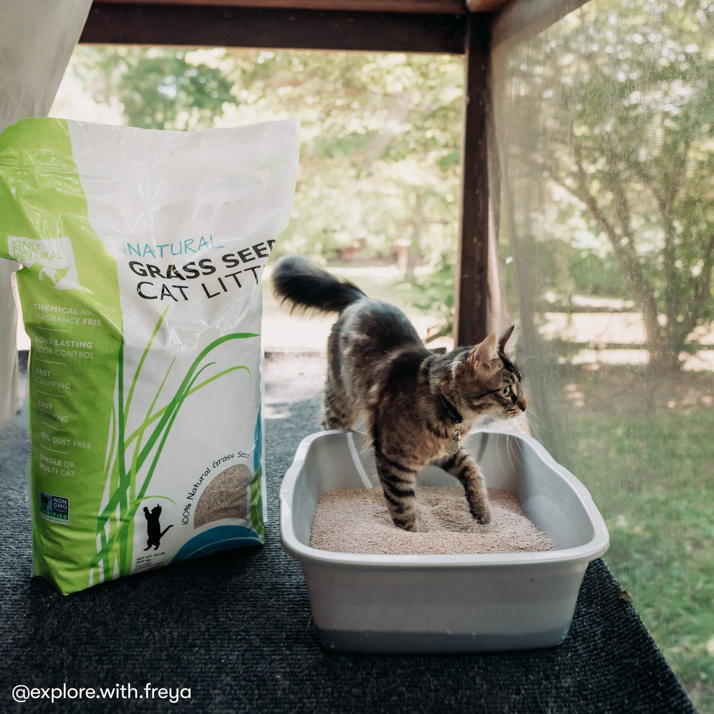 Kittens and the Litter Box - Colorado Animal Rescue