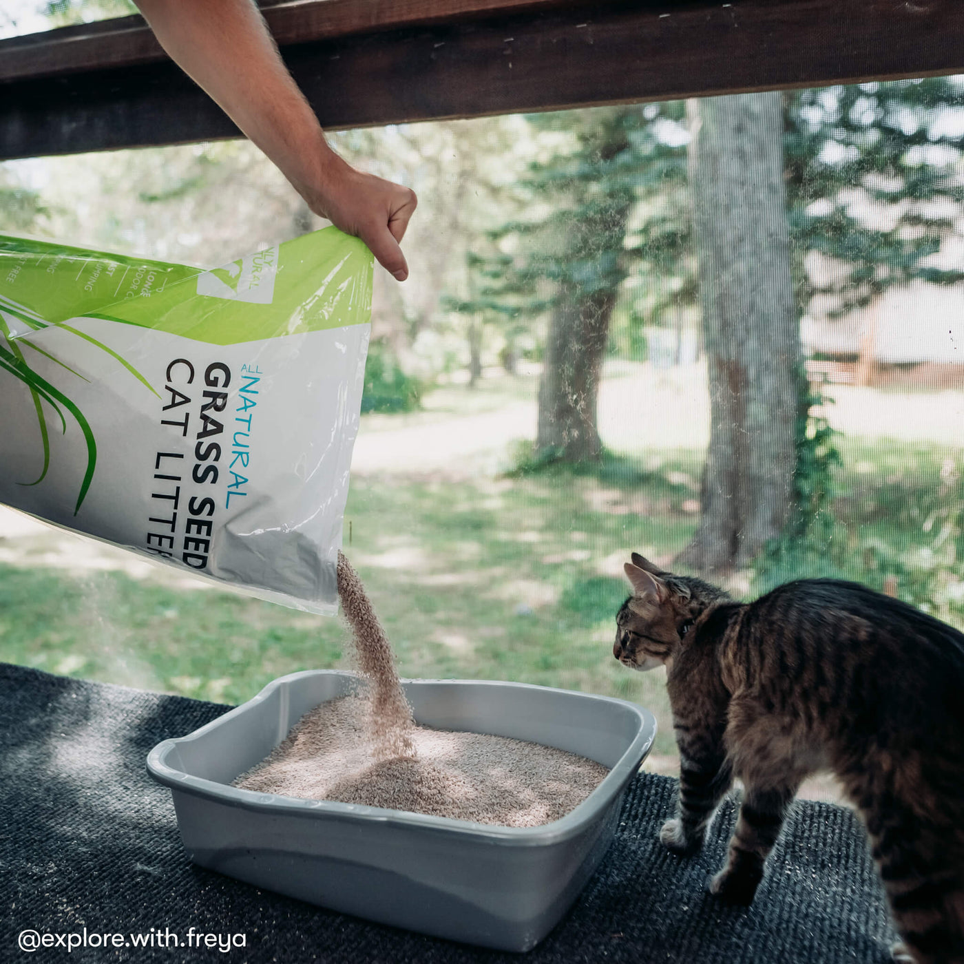 Grass kitty litter store