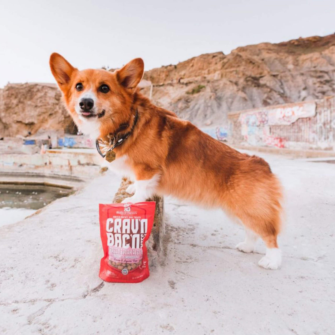 Stella Chewy s Crav n Bac n Bites Dog Treats Only Natural Pet stella-chewy-s-crav-n-bac-n-bites-dog-treats-only-natural-pet