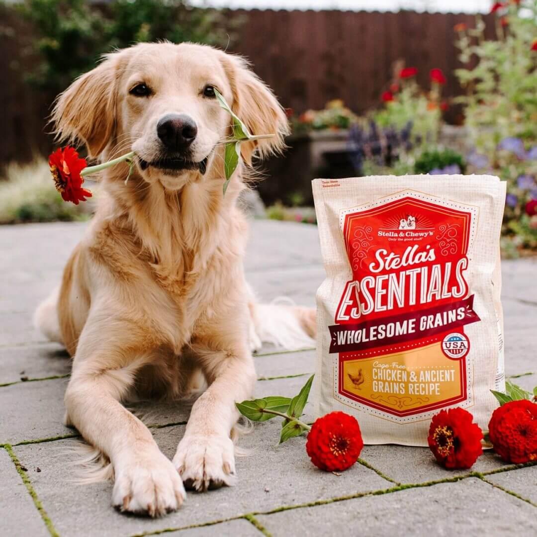 Stella and chewy dog food new arrivals